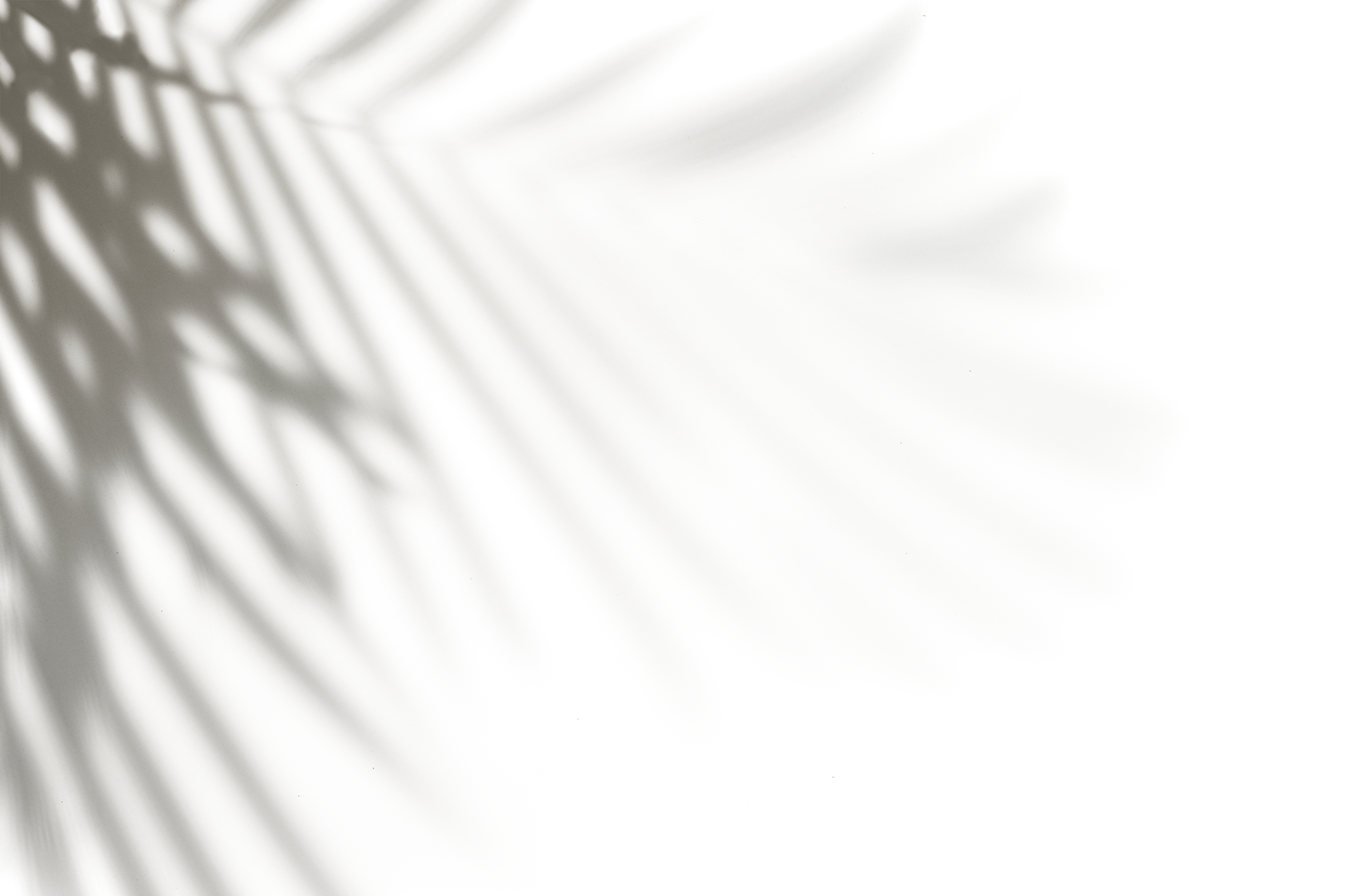 Palm Leaves Shadow